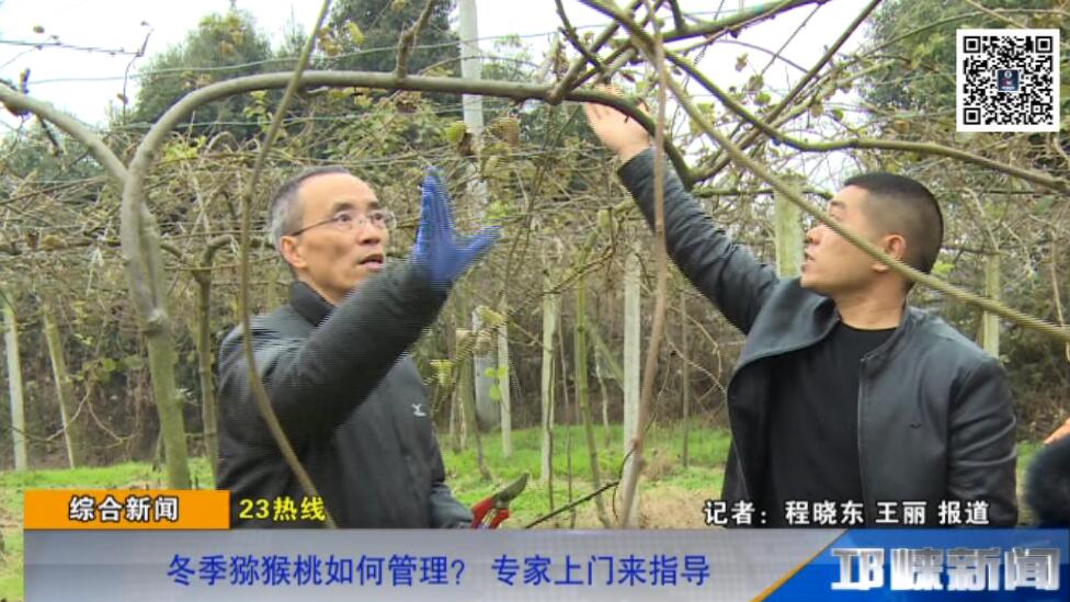 【20181221】冬季猕猴桃如何管理？专家上门来指导
