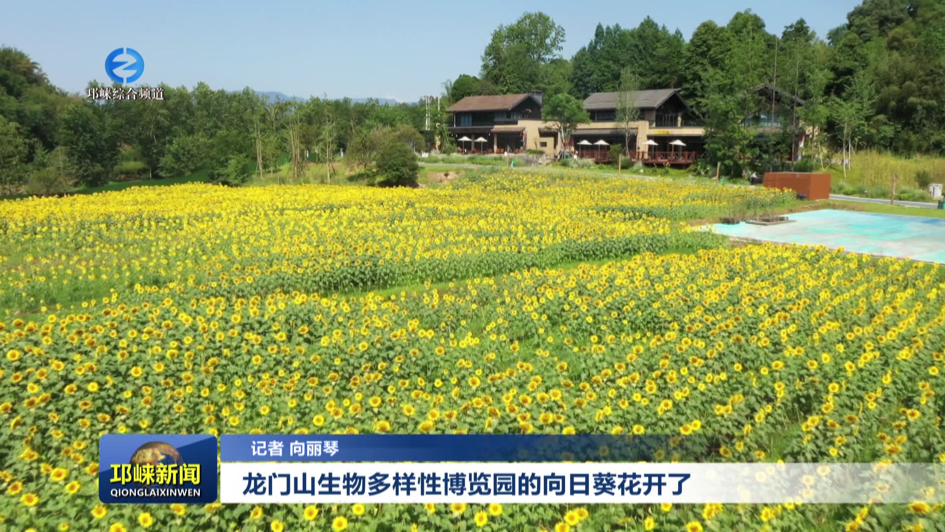 【202506011】龙门山生物多样性博览园的向日葵花开了