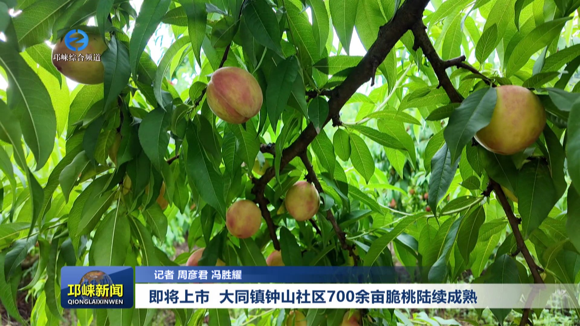 【20250619】即将上市 大同镇钟山社区700余亩脆桃陆续成熟