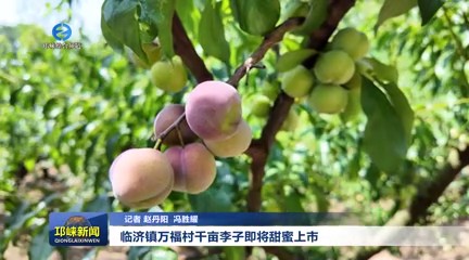 【20250709】临济镇万福村千亩李子即将甜蜜上市