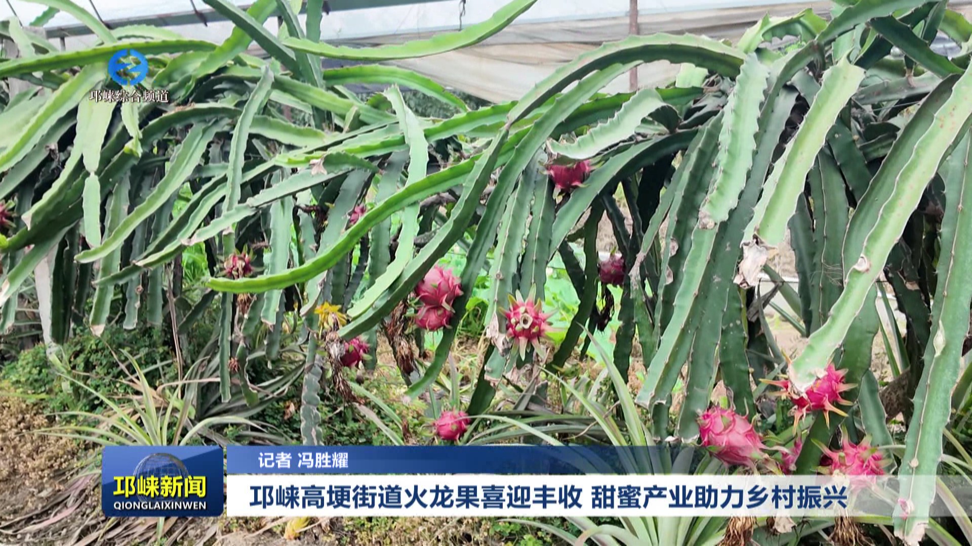 【20250723】邛崃高埂街道火龙果喜迎丰收 甜蜜产业助力乡村振兴