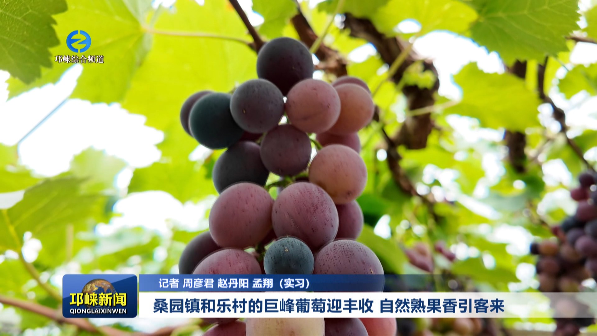 【20250724】桑园镇和乐村的巨峰葡萄迎丰收，自然熟果香引客来