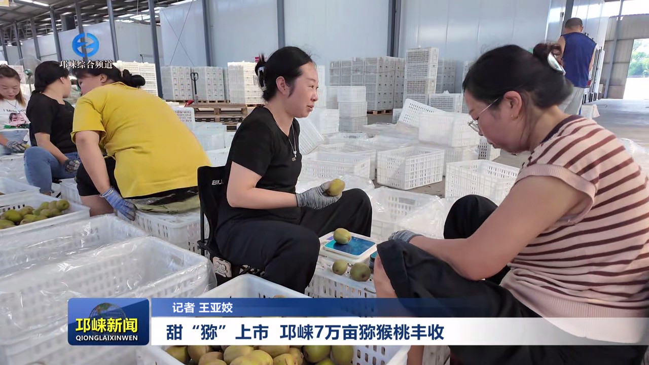 【20250812】甜“猕”上市 邛崃7万亩猕猴桃丰收