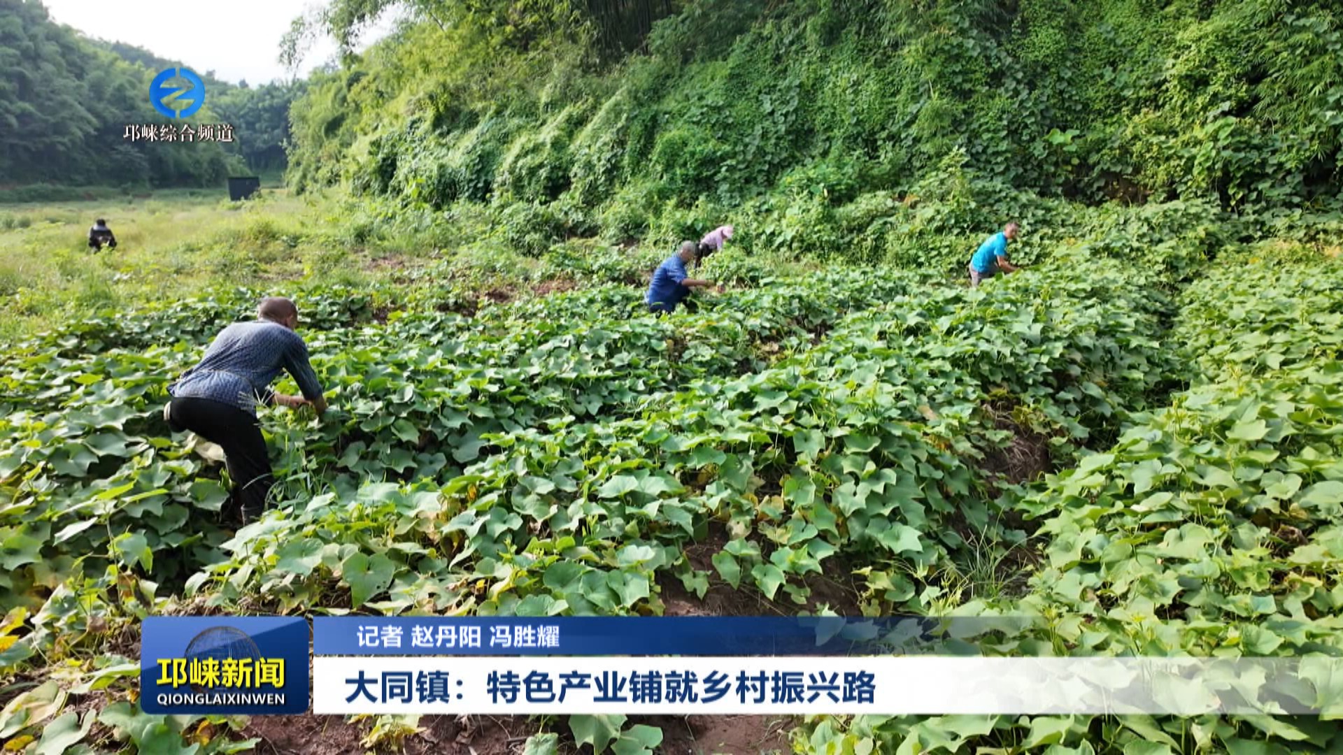 【20250822】大同镇：特色产业铺就乡村振兴路